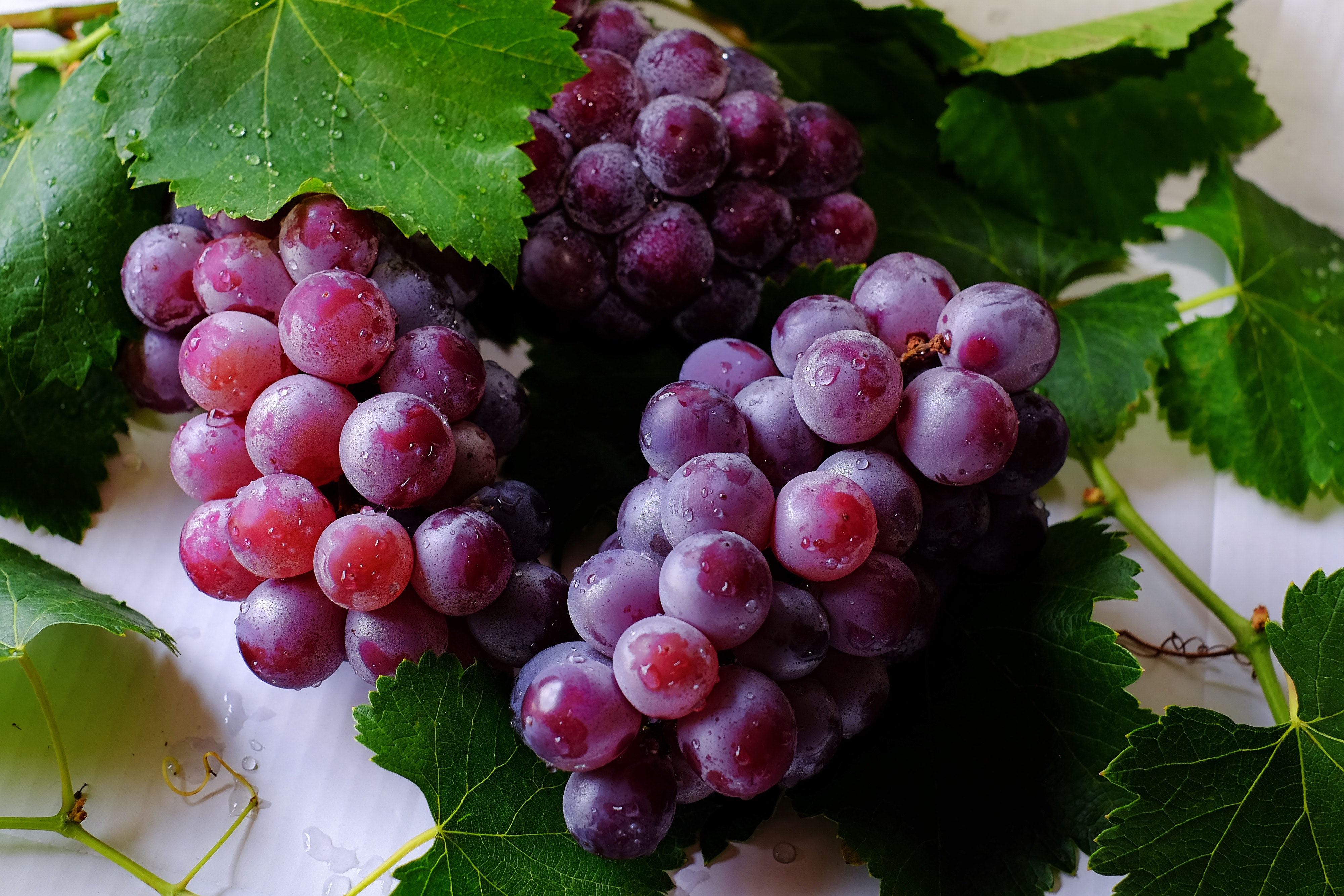 Dark Purple Grapes on the Vine