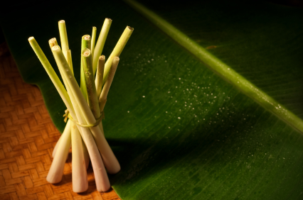 Lemongrass plant