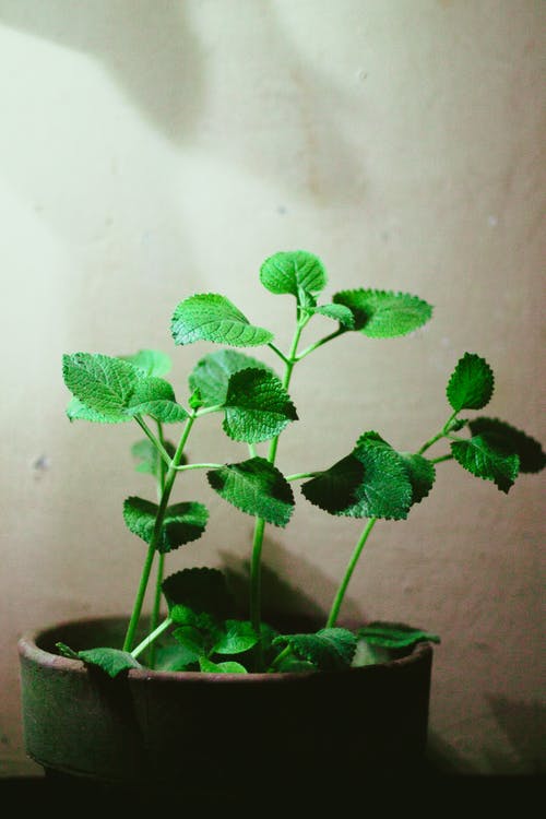 Oregano Plant