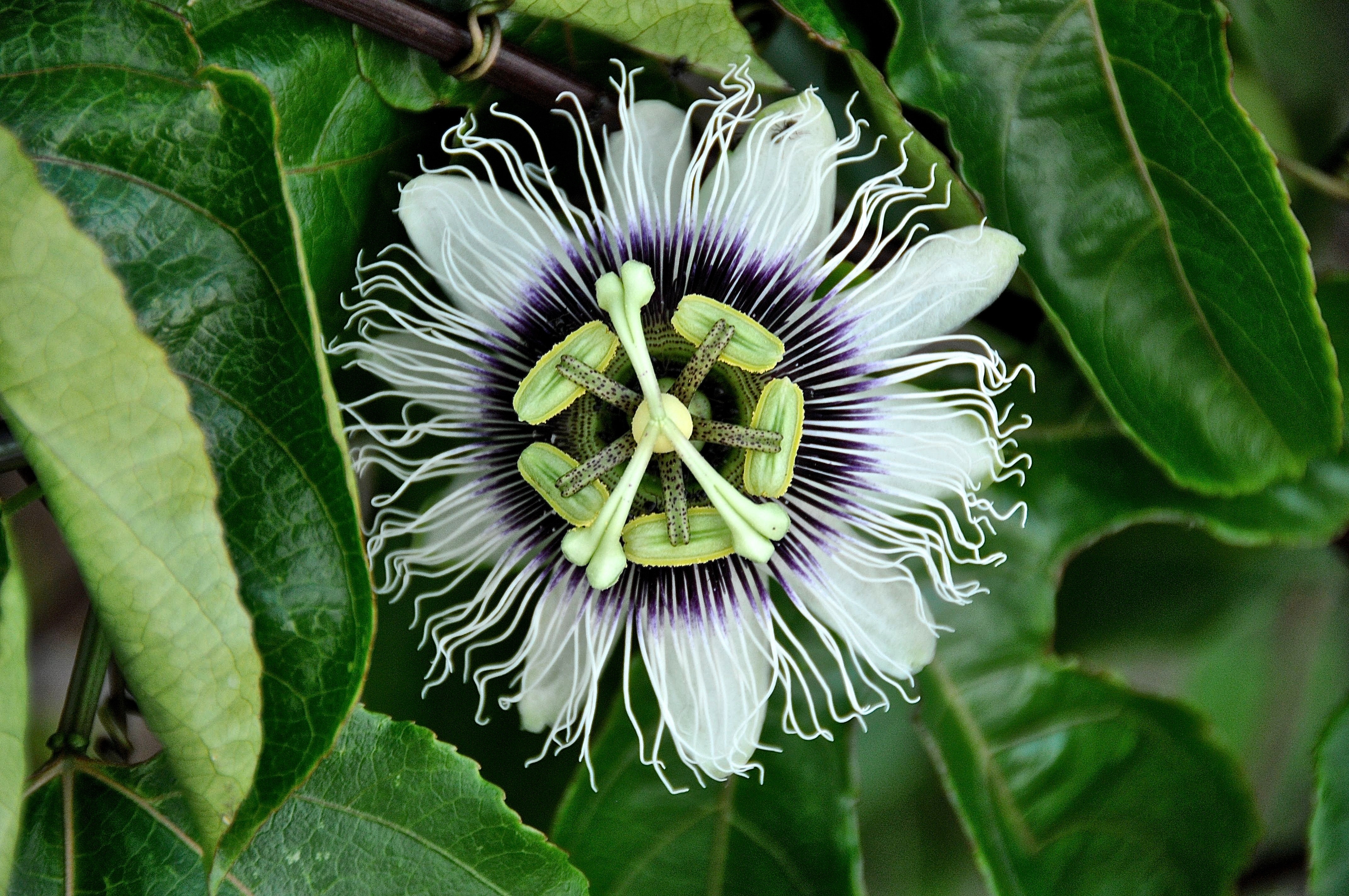 Passion Flower Variety